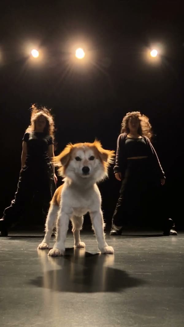 The dance behind Single Ladies Dog AI